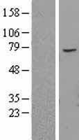 NBL1-07182 - ABCE1 Lysate